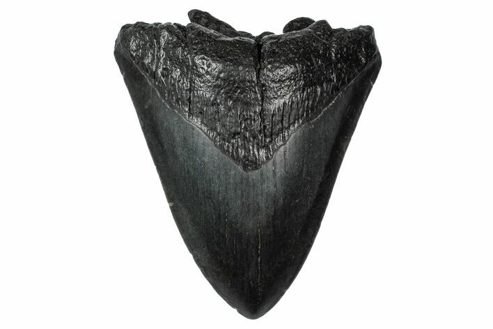 Bargain, Megalodon Tooth - South Carolina #340208
